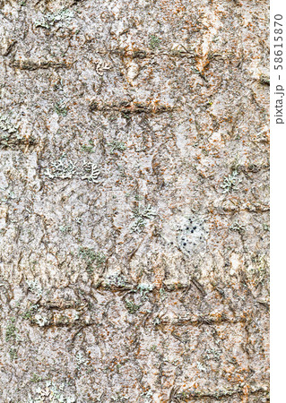 textured bark on trunk of rowan tree close up textured bark on trunk of rowan tree close up 58615870