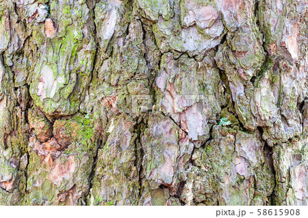 mossy bark on mature trunk of pine tree close up 58615908