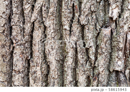 cracked bark on old trunk of oak tree close up 58615943