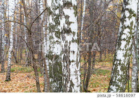 birch trunks in grove in city pank in late fall 58616097