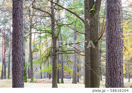 pine and larch grove in city pank in late fall 58616104