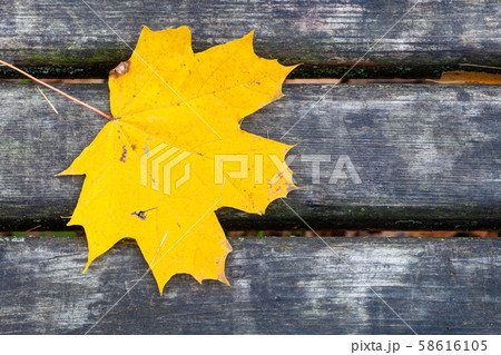 yellow maple leaf on wet gray bench in city park yellow maple leaf on wet gray bench in city park 58616105