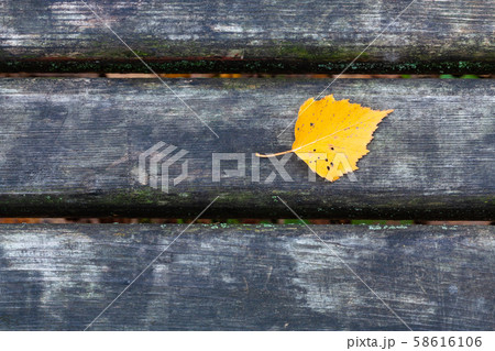 yellow birch leaf on wet black bench in city park 58616106