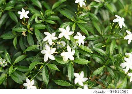 beautiful white flower,green leaf  58616565