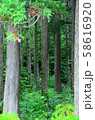森林 森林 58616920