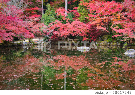 醍醐寺の紅葉 58617245