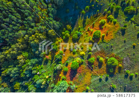 Summer warm sun light forest aerial view with colorful field Summer warm sun light forest aerial view with colorful field 58617375