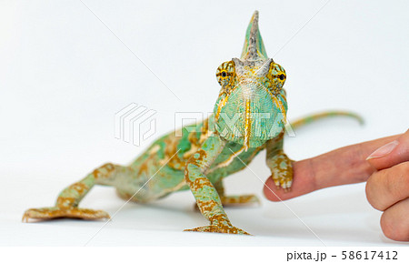 green chameleon on a girls hand on a white background. green chameleon on a girls hand on a white background. 58617412