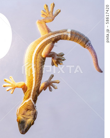 Gecko close-up on a gray background. 58617420