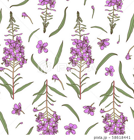 Willow herb seamless pattern. Hand drawn botanical vector illustration. 58618441