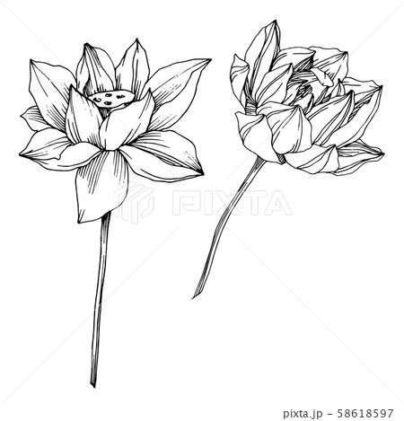 Vector Lotus floral botanical flower. Black and white engraved ink art. Isolated lotus illustration Vector Lotus floral botanical flower. Black and white engraved ink art. Isolated lotus illustration 58618597