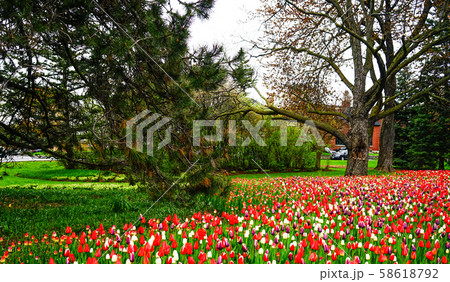 Tulip flowers blooming at spring time Tulip flowers blooming at spring time 58618792