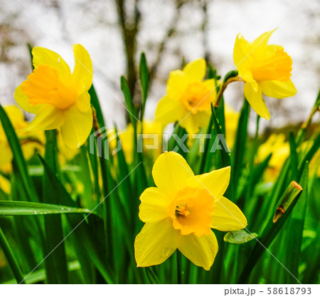 Yellow small Daffodils in spring Yellow small Daffodils in spring 58618793