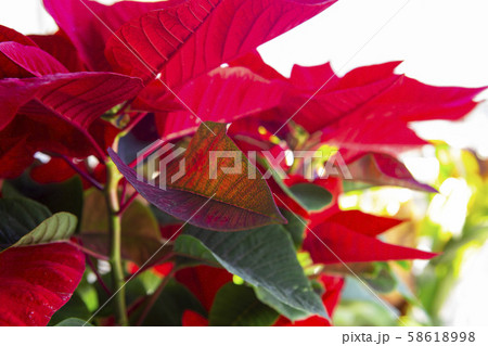 窓辺 窓側 クリスマス 58618998