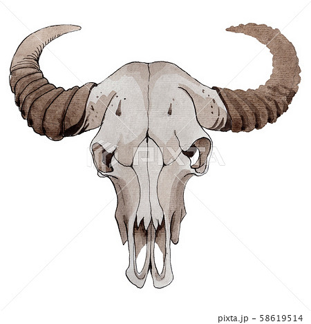Skull Of Cow Animal Isolated Watercolor Stock Illustration