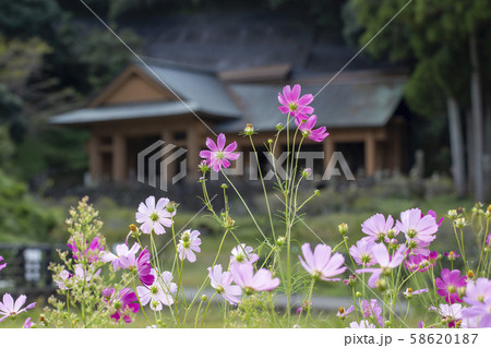 臼杵石仏公園とコスモス 58620187