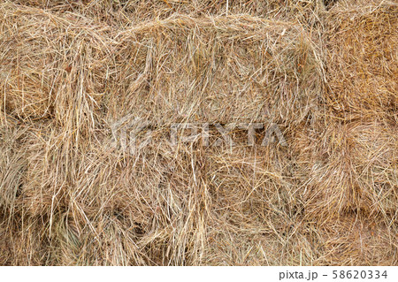 Stacked hay blocks lay in the farm Stacked hay blocks lay in the farm 58620334