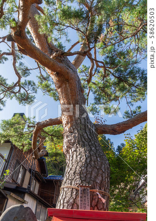 奈良井宿 島津神社ご神木の松 奈良井宿 島津神社ご神木の松 58620503