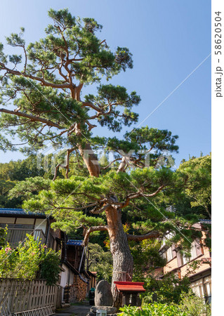 奈良井宿 島津神社ご神木の松 奈良井宿 島津神社ご神木の松 58620504