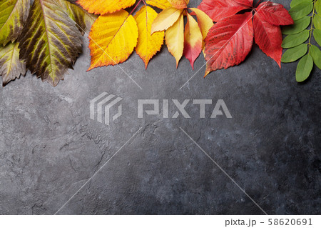 Autumn background with colorful leaves Autumn background with colorful leaves 58620691