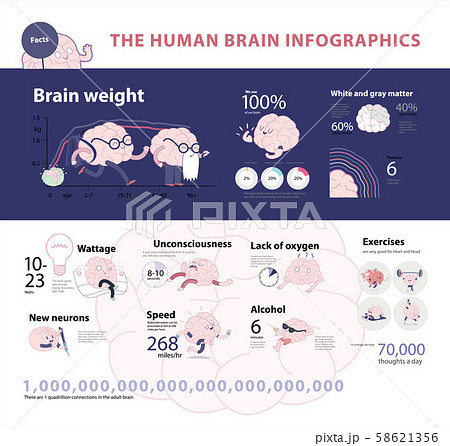 Human brain infographic 2 Human brain infographic 2 58621356
