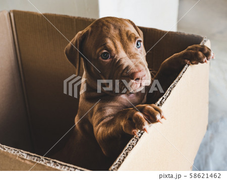 Puppy of chocolate color in a box Puppy of chocolate color in a box 58621462