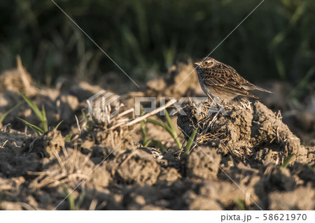 Common skylark (Alauda arvensis) 58621970
