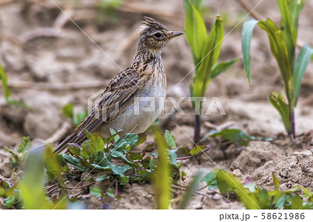 Common skylark (Alauda arvensis) 58621986