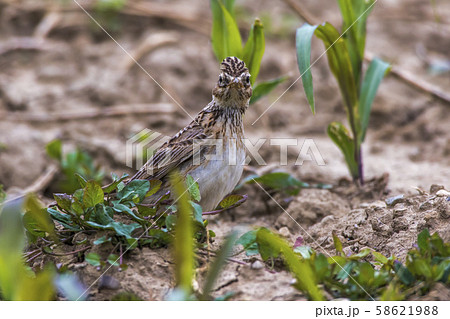 Common skylark (Alauda arvensis) 58621988