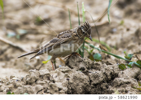 Common skylark (Alauda arvensis) Common skylark (Alauda arvensis) 58621990
