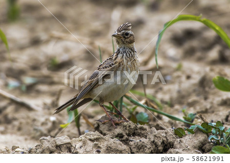 Common skylark (Alauda arvensis) Common skylark (Alauda arvensis) 58621991