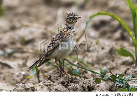 Common skylark (Alauda arvensis) Common skylark (Alauda arvensis) 58621992