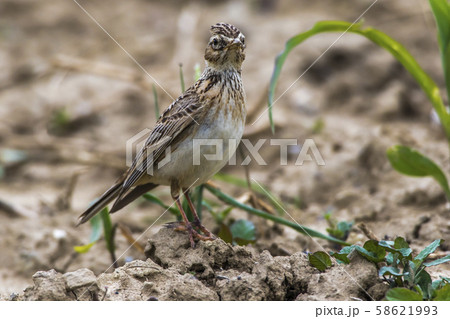 Common skylark (Alauda arvensis) Common skylark (Alauda arvensis) 58621993