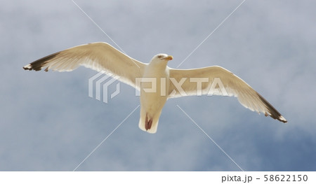 flying gull (Larus flying gull (Larus 58622150
