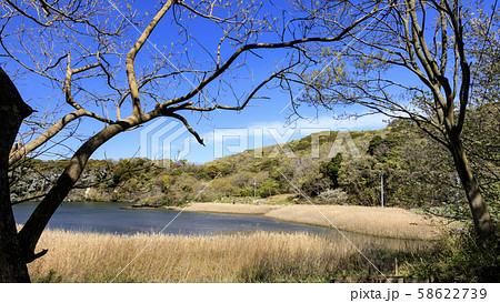 湿原（春） 58622739