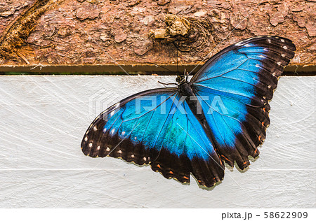 Butterfly Morpho Peleides 58622909