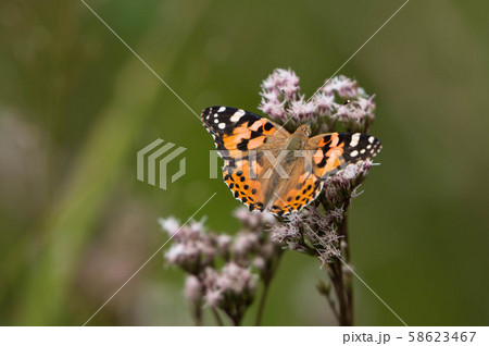 ヒメアカタテハ♀の吸蜜 ヒメアカタテハ♀の吸蜜 58623467