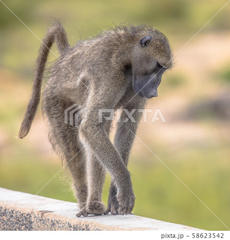 Chacma baboon walking on bridge Chacma baboon walking on bridge 58623542