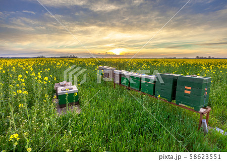 Beehives in a field 58623551