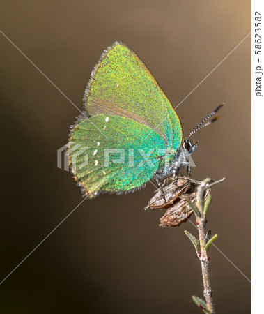 Green hairstreak butterfly 58623582