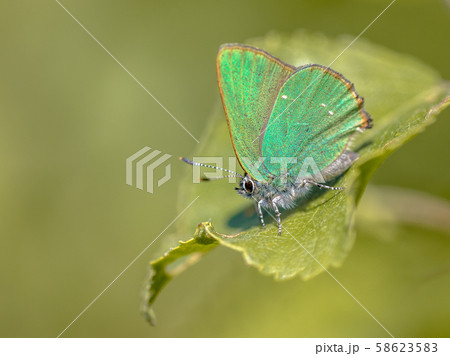 Green hairstreak butterfly 58623583