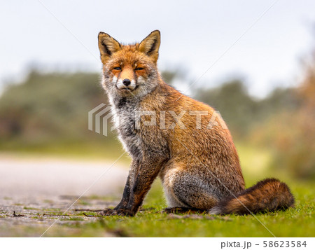 Fox sitting in grass 58623584