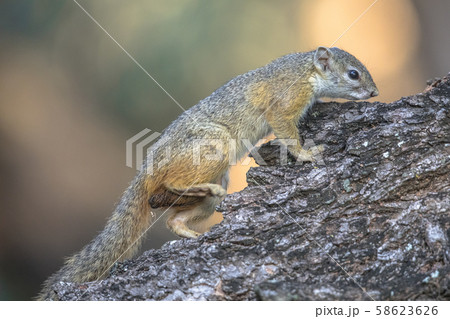 Tree squirrel on branch 58623626