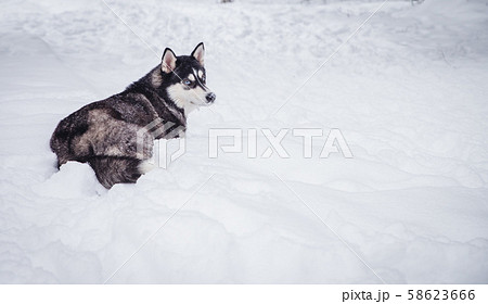 One siberian husky dog lying on snow at sunny One siberian husky dog lying on snow at sunny 58623666
