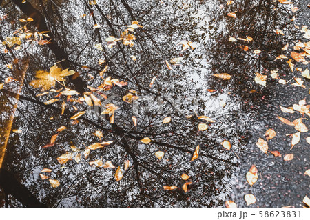 Autumn puddle with reflections of trees and fallen yellow leaves. Cloudy day after the rain. Natural Autumn puddle with reflections of trees and fallen yellow leaves. Cloudy day after the rain. Natural 58623831