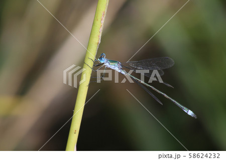 アオイトトンボ 58624232