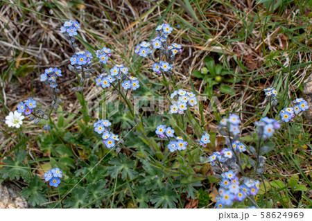 Alpine forget-me-not or Myosotis alpestris light Alpine forget-me-not or Myosotis alpestris light 58624969