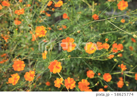 キバナコスモス 58625774