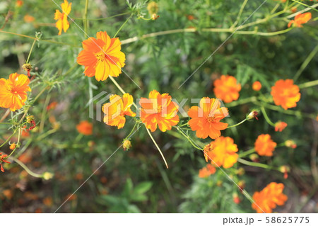 キバナコスモス キバナコスモス 58625775