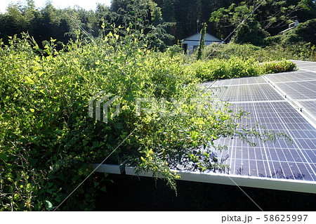 雑草に囲まれた太陽光発電所 雑草に囲まれた太陽光発電所 58625997